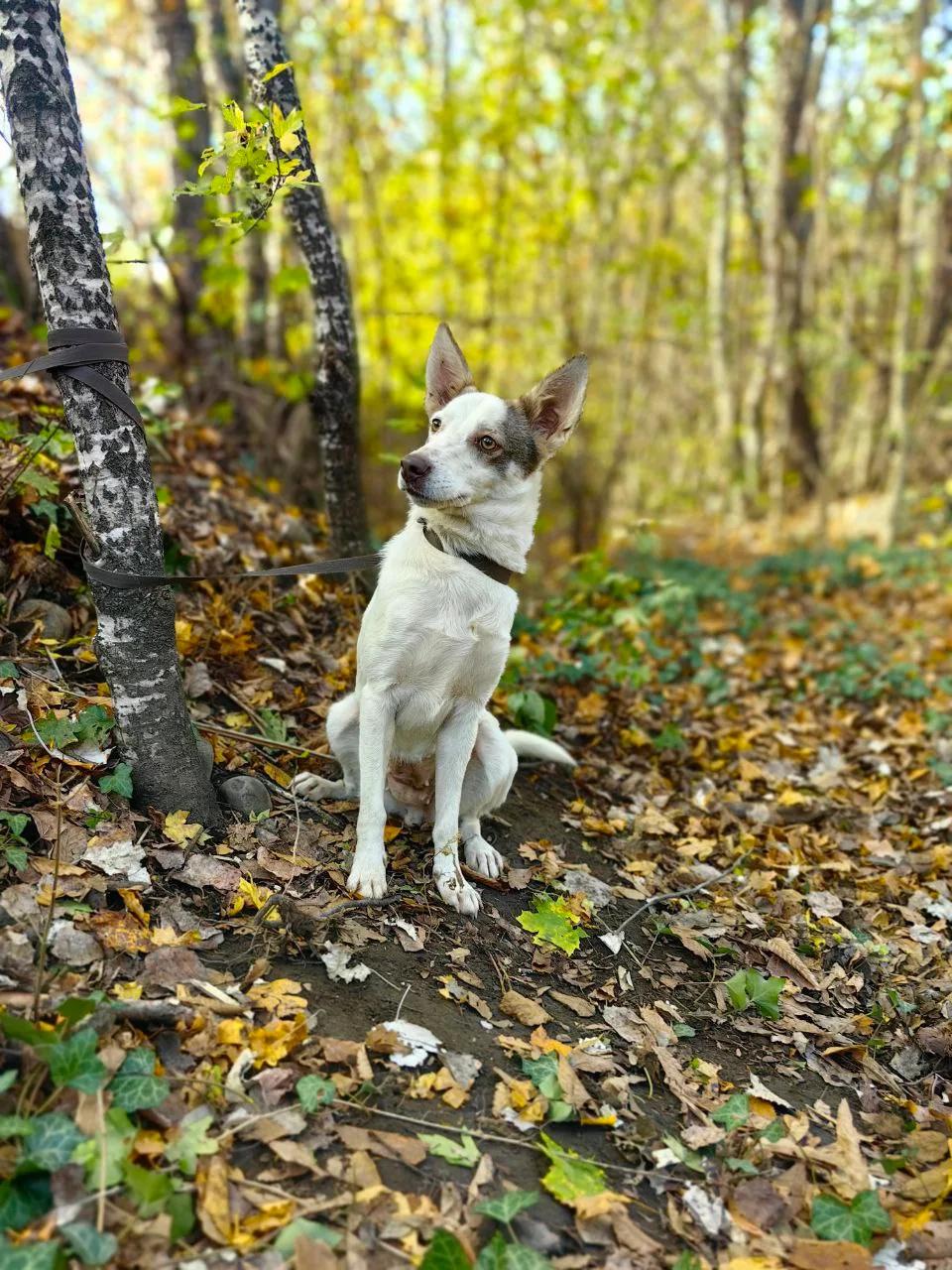 Белочка — фото 3