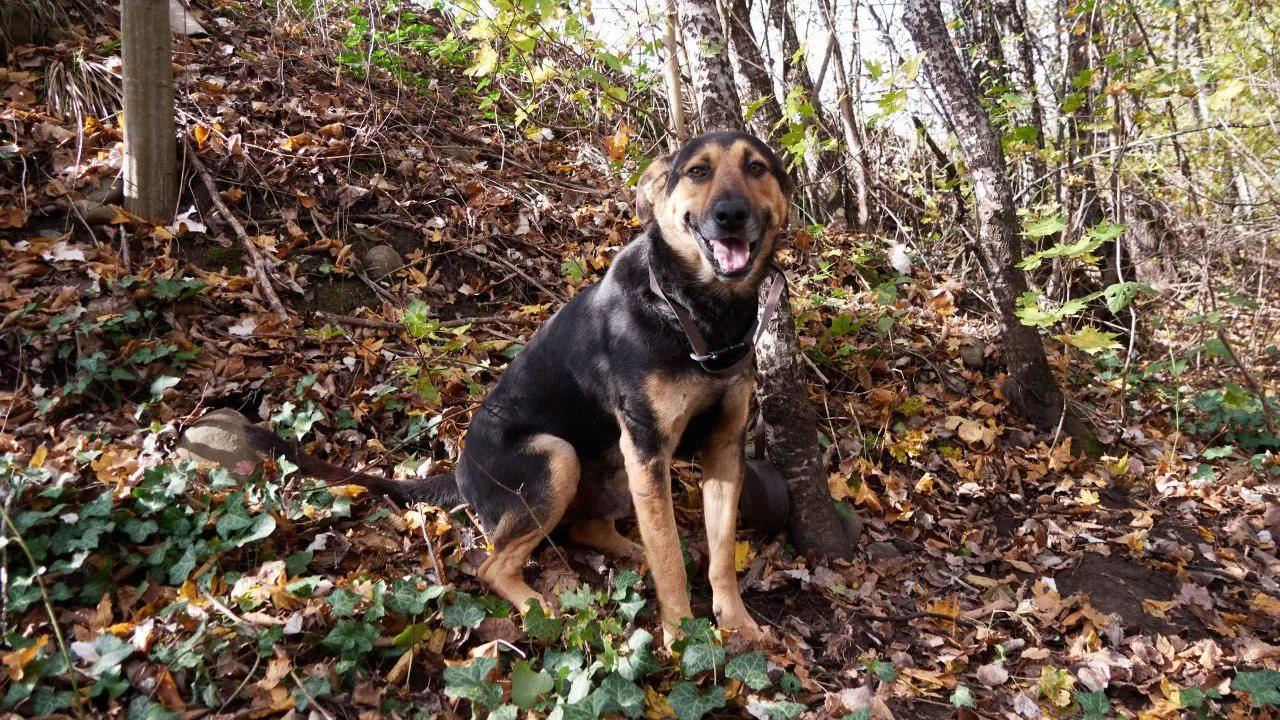 Джорж — фото 3