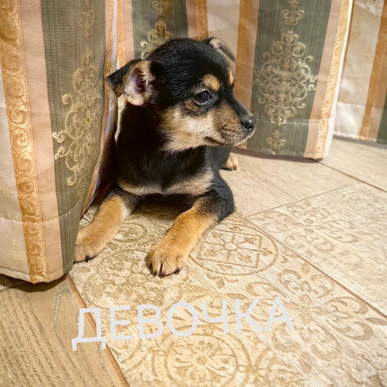 щенок №1 Девочка