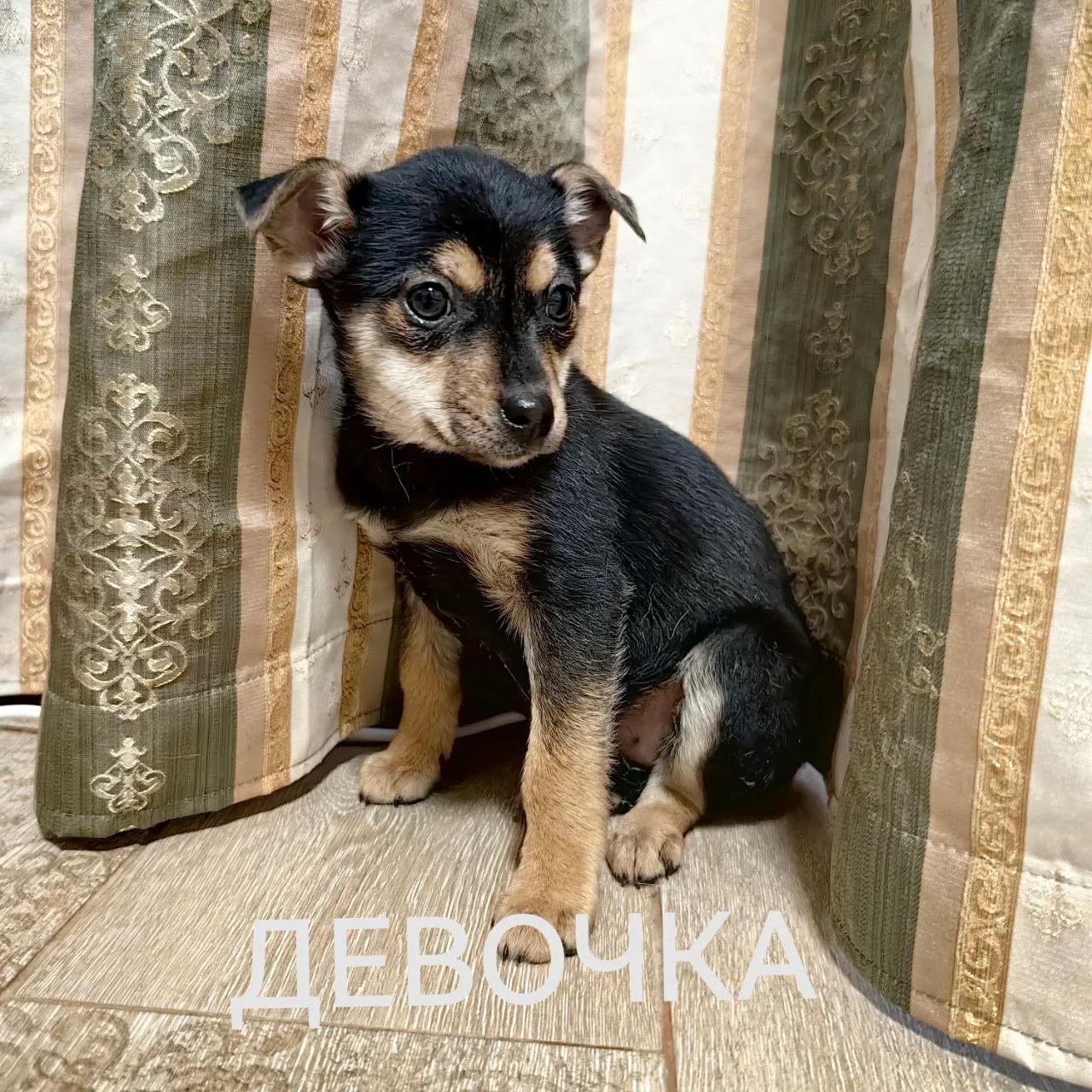 Щенок №4 девочка