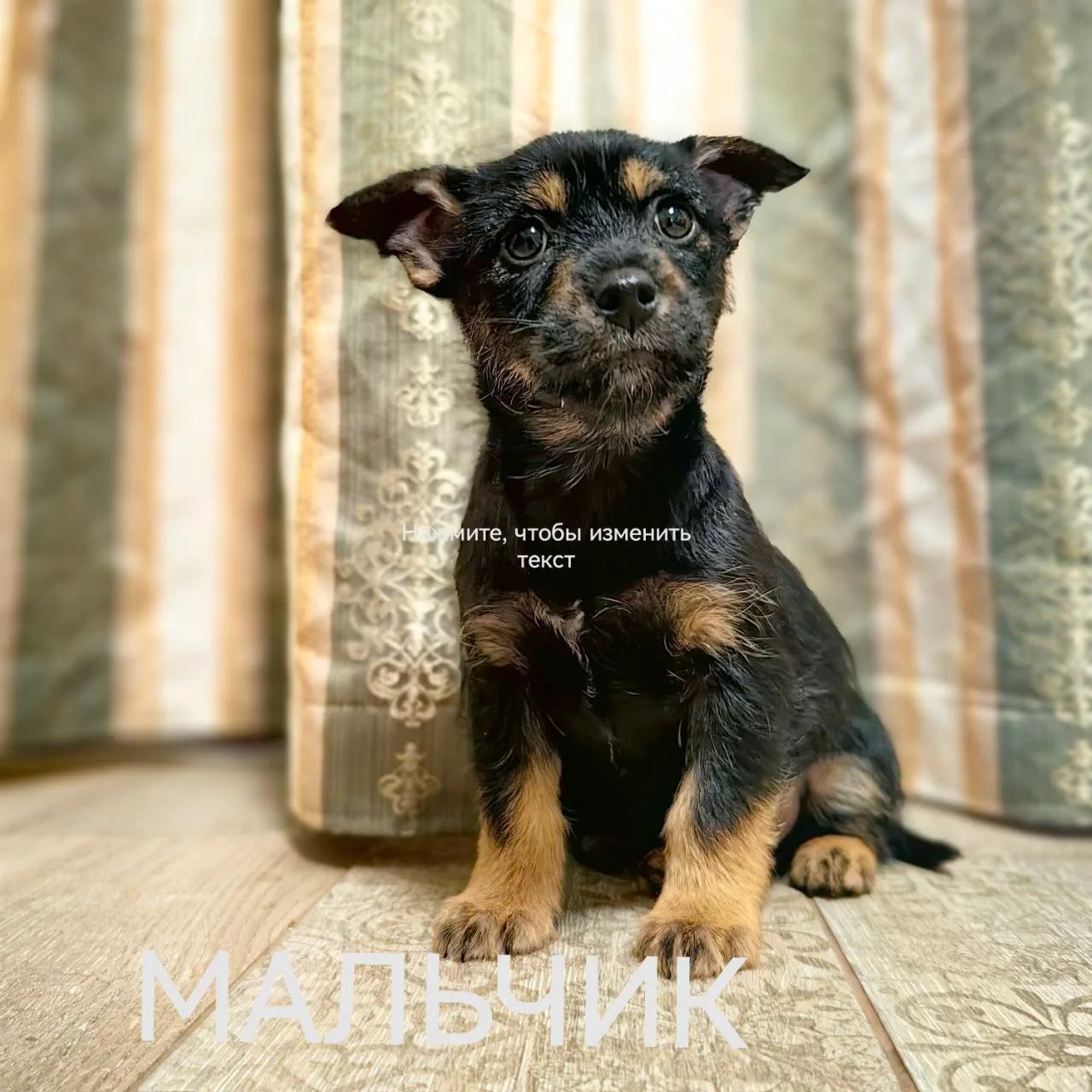 Щенок №2 мальчик
