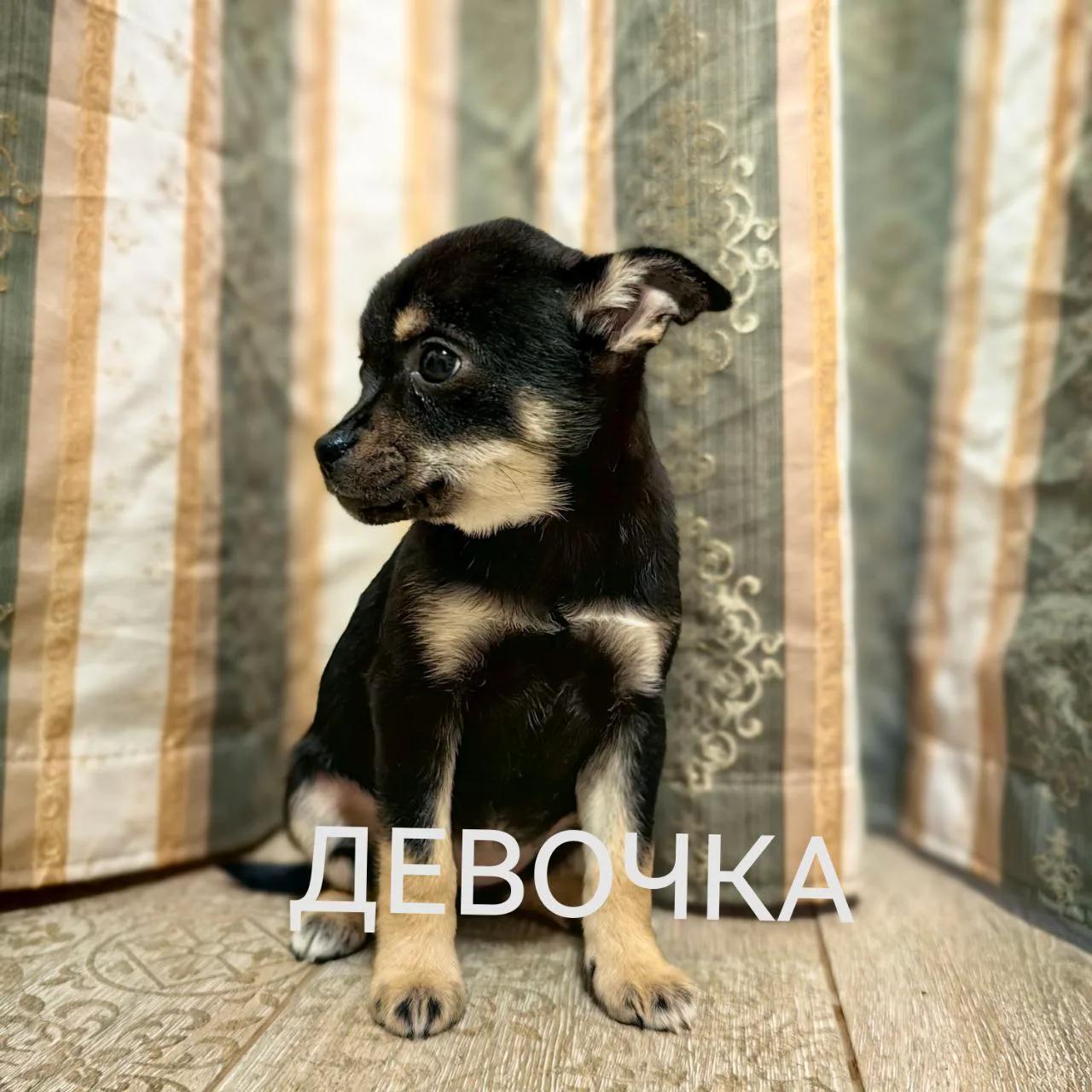 Щенок №5 девочка